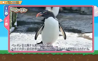ペンギン