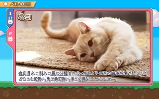 ネコ