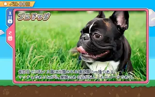 ブルドッグ